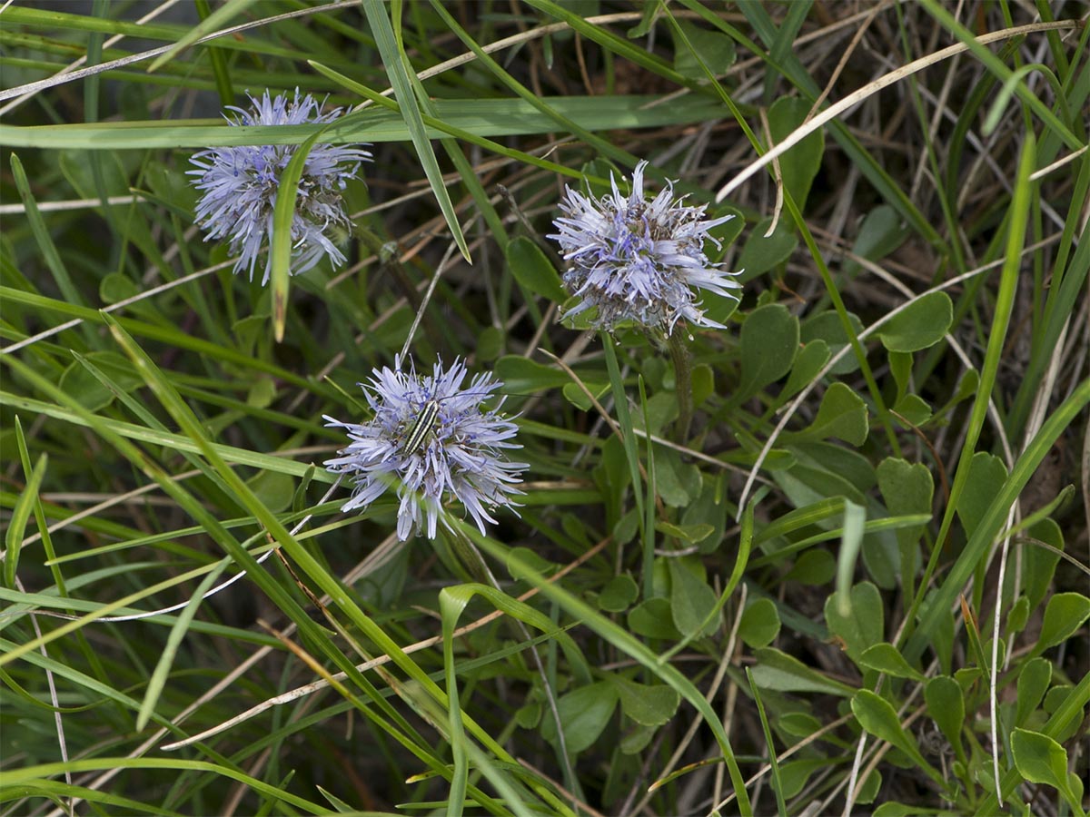 Globularia cordifolia
